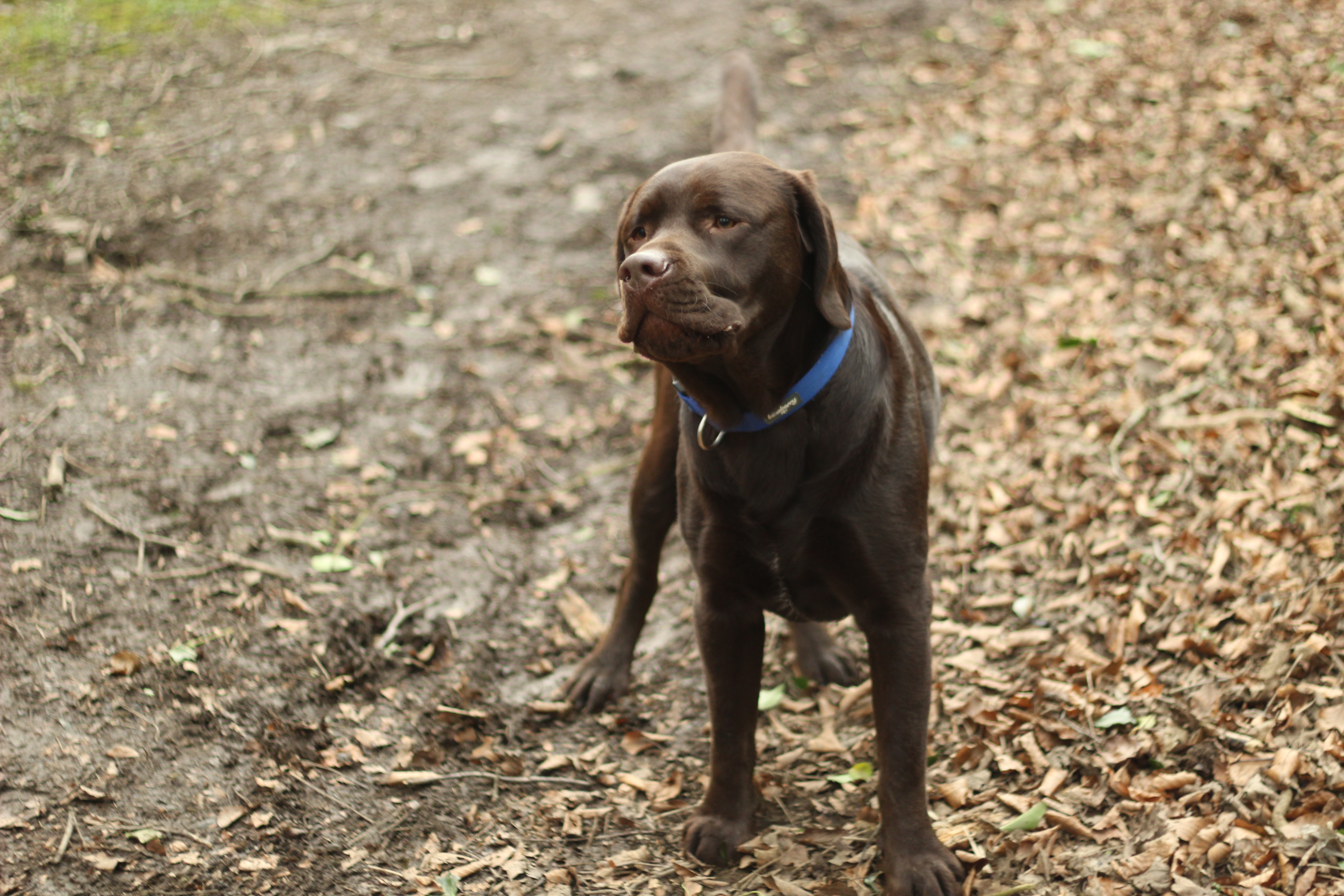 Chocolate colored dog