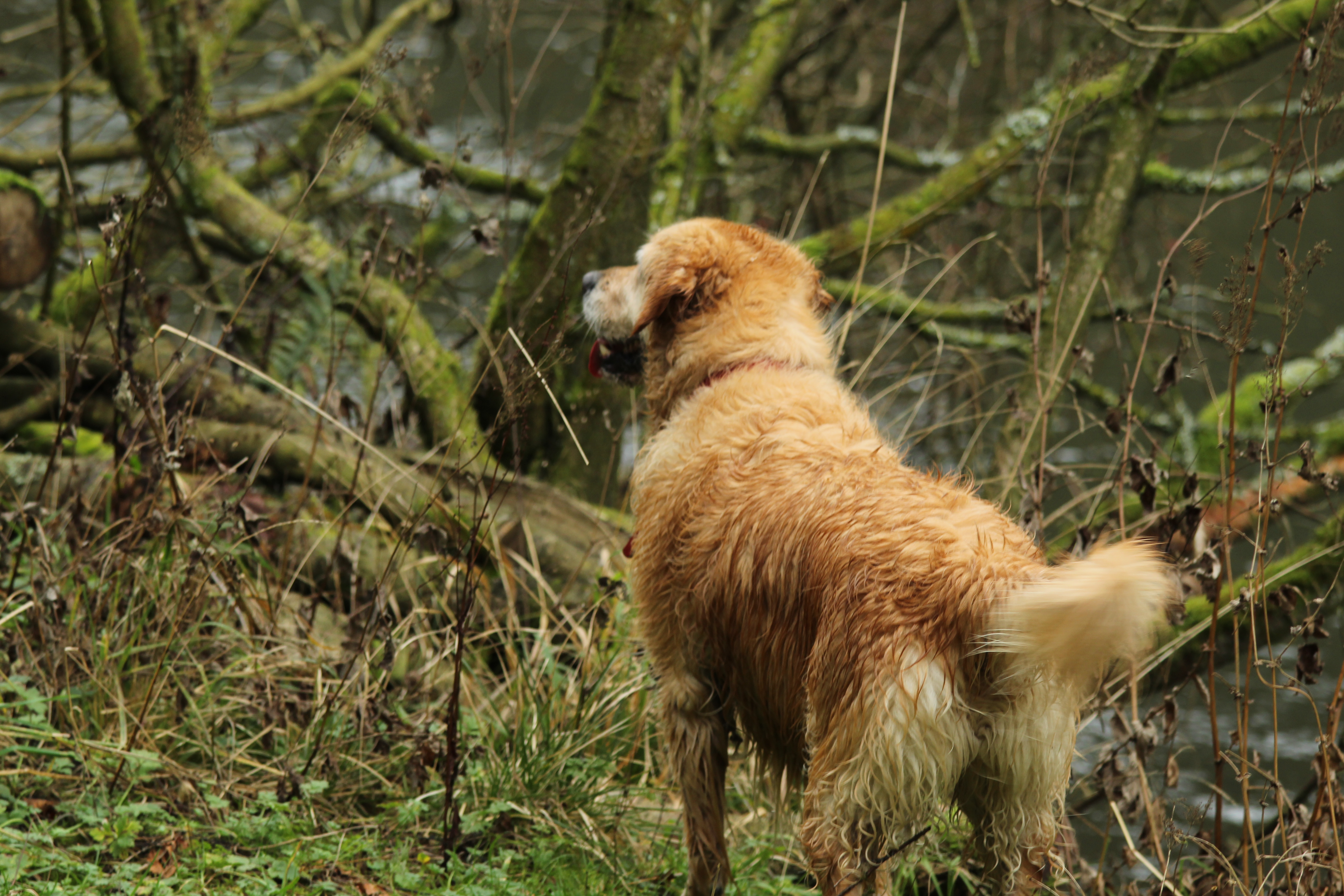 Golden Labrador