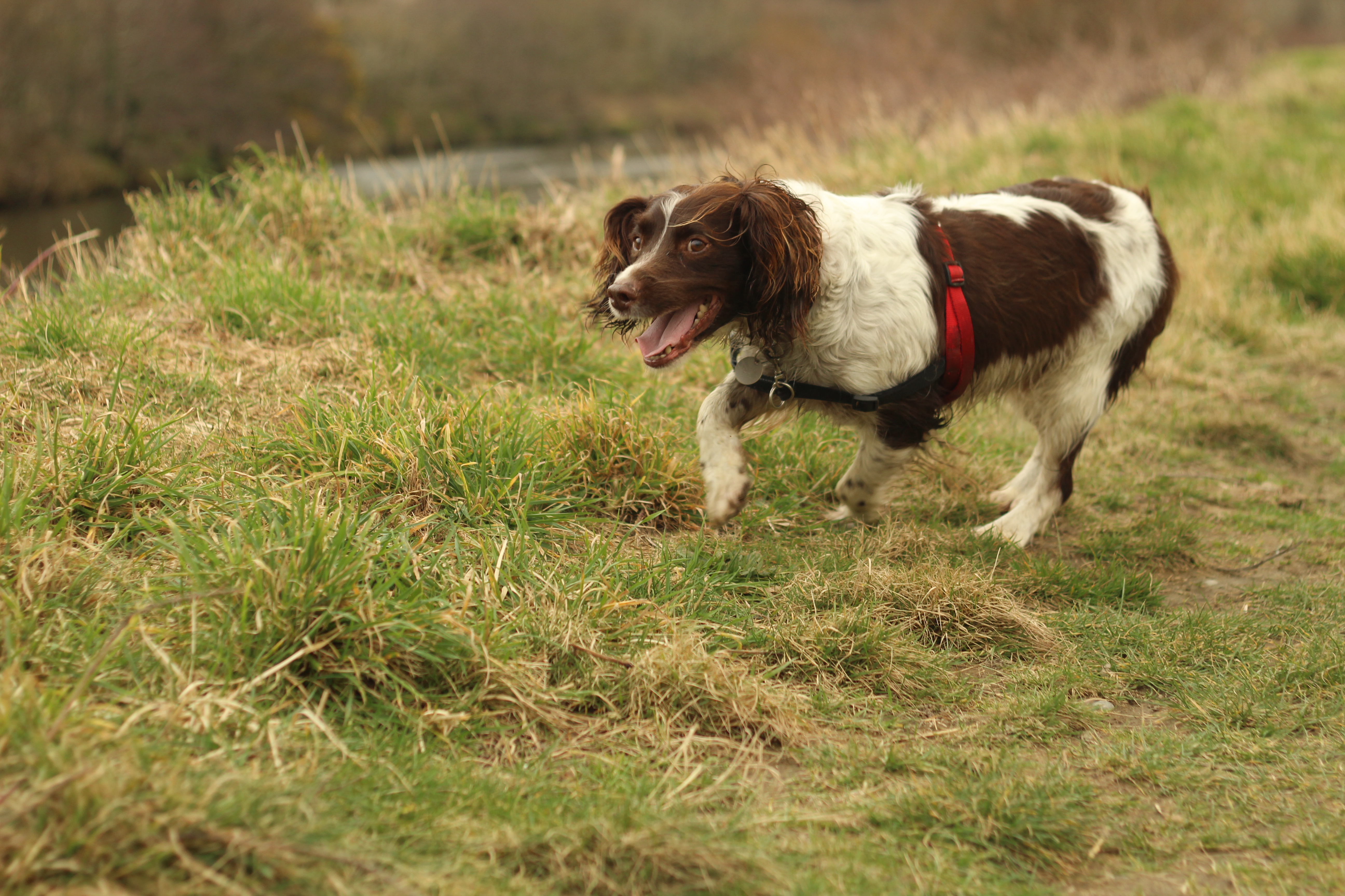 Excited dog