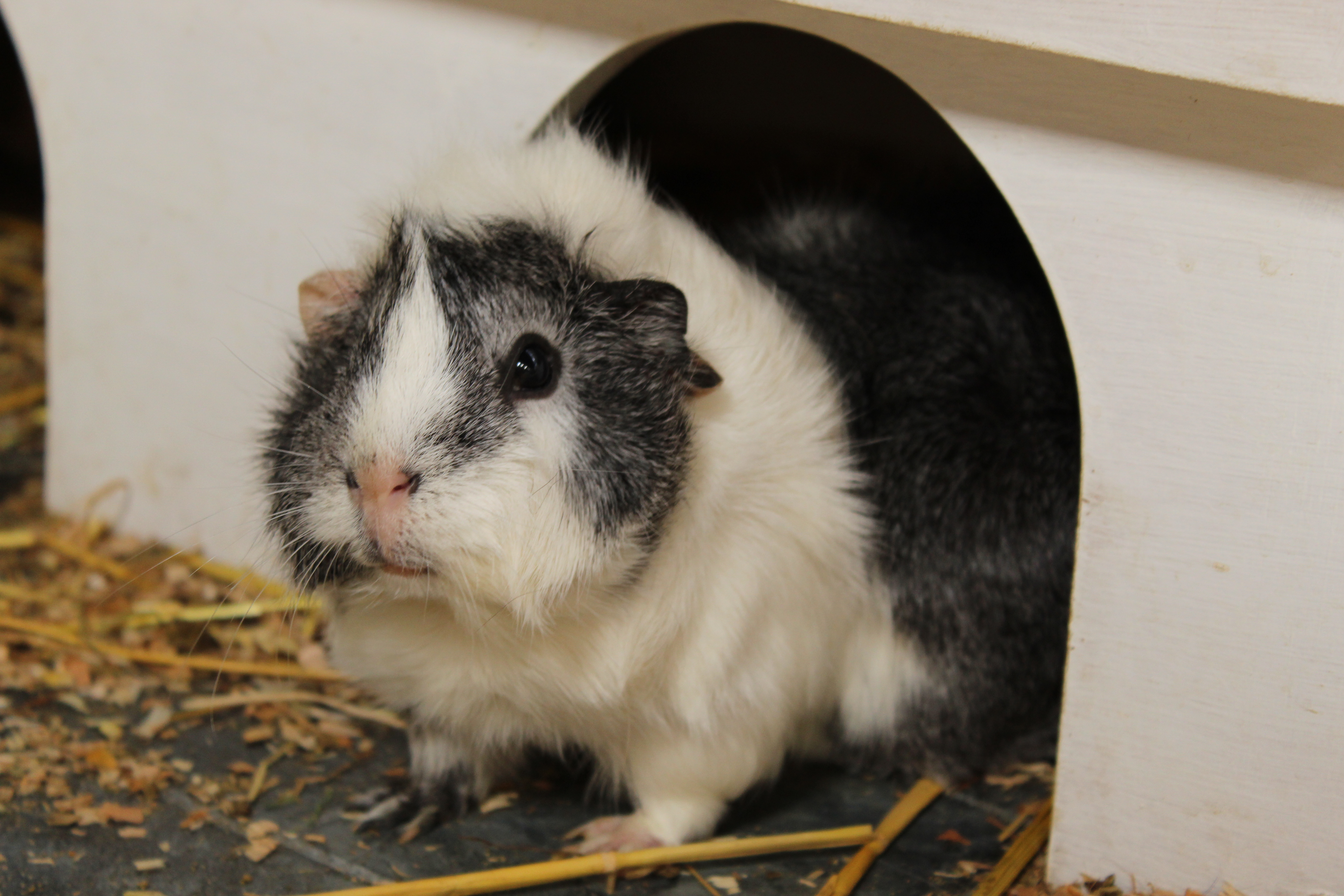 Gerbil