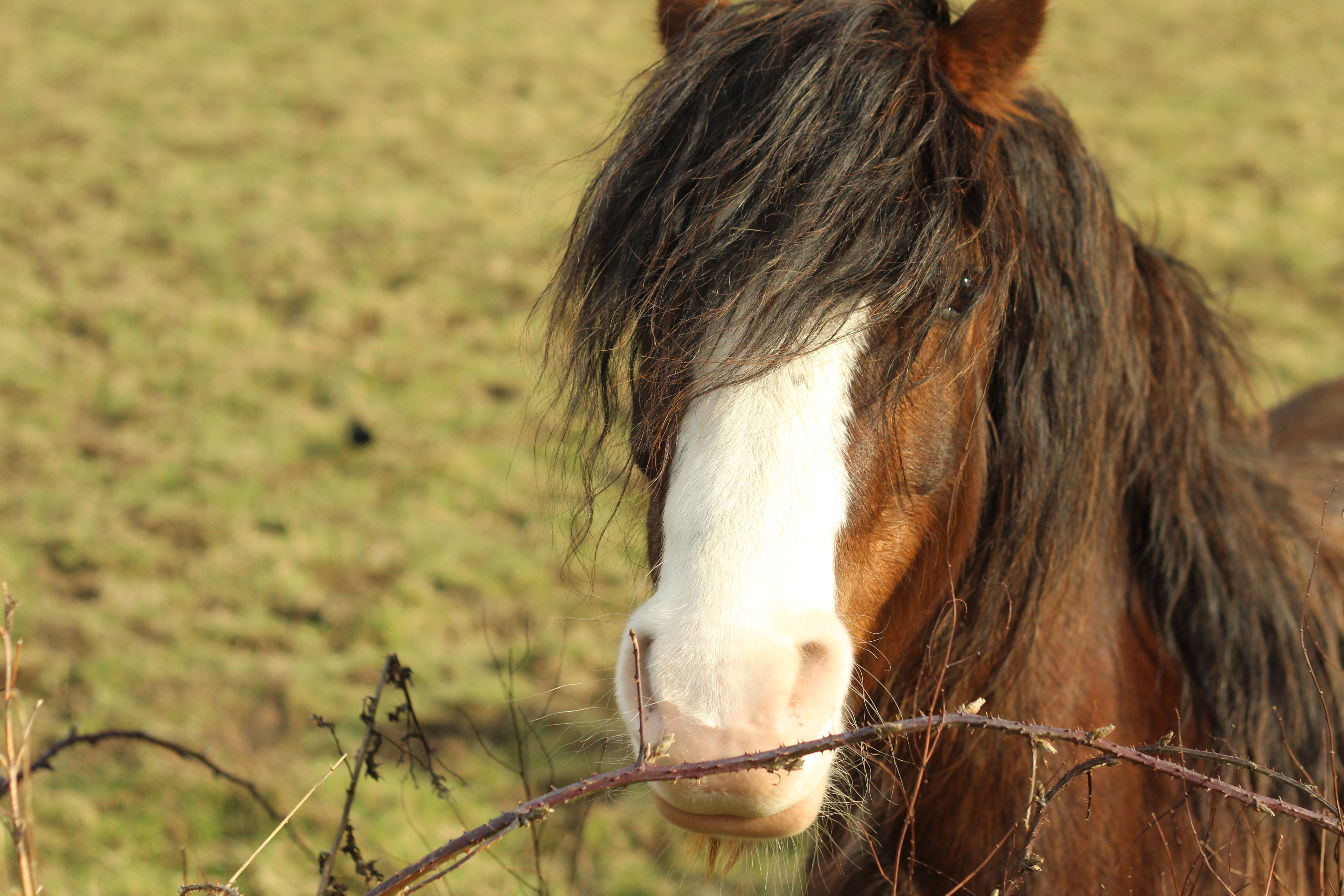 Horse