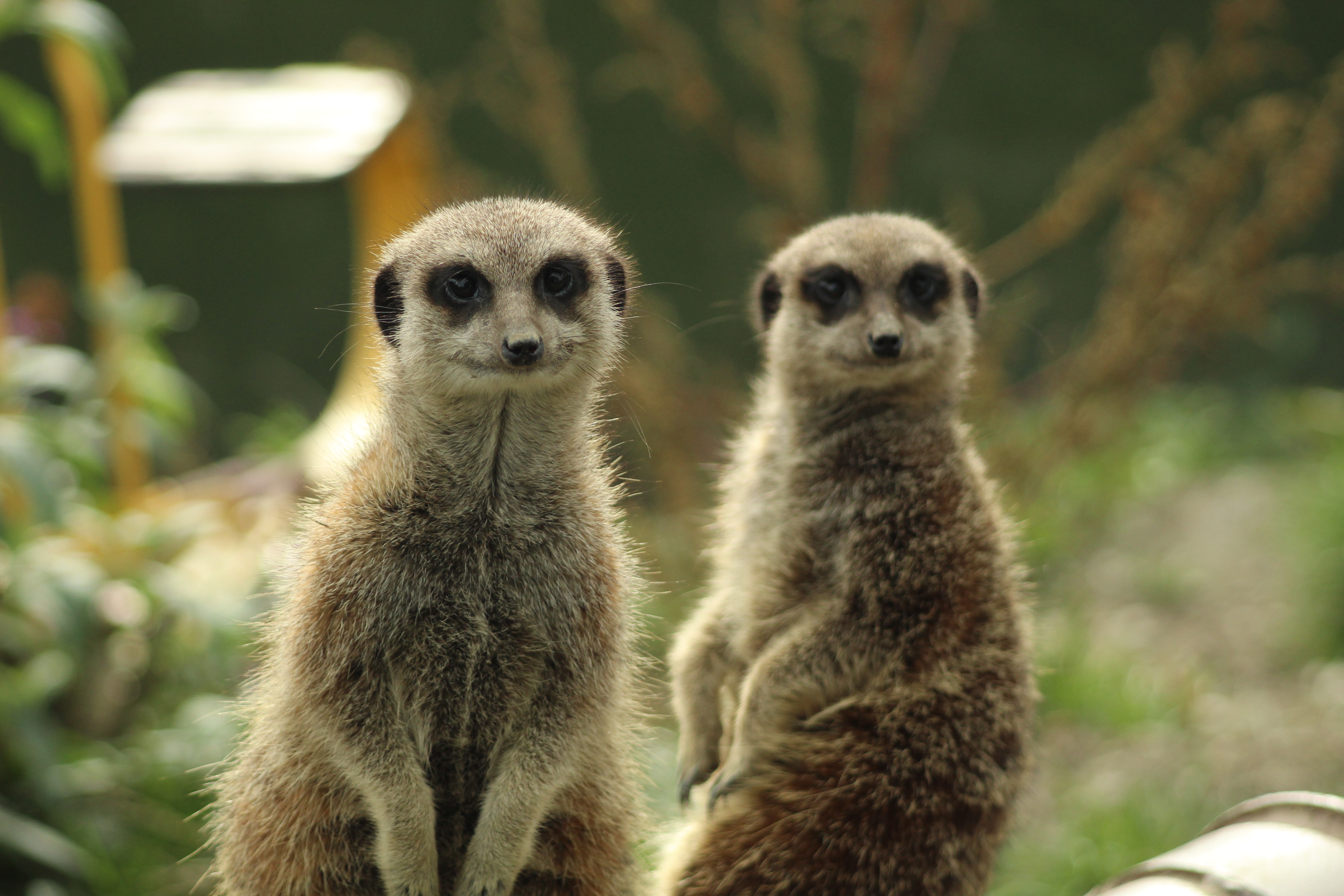 Two meercats