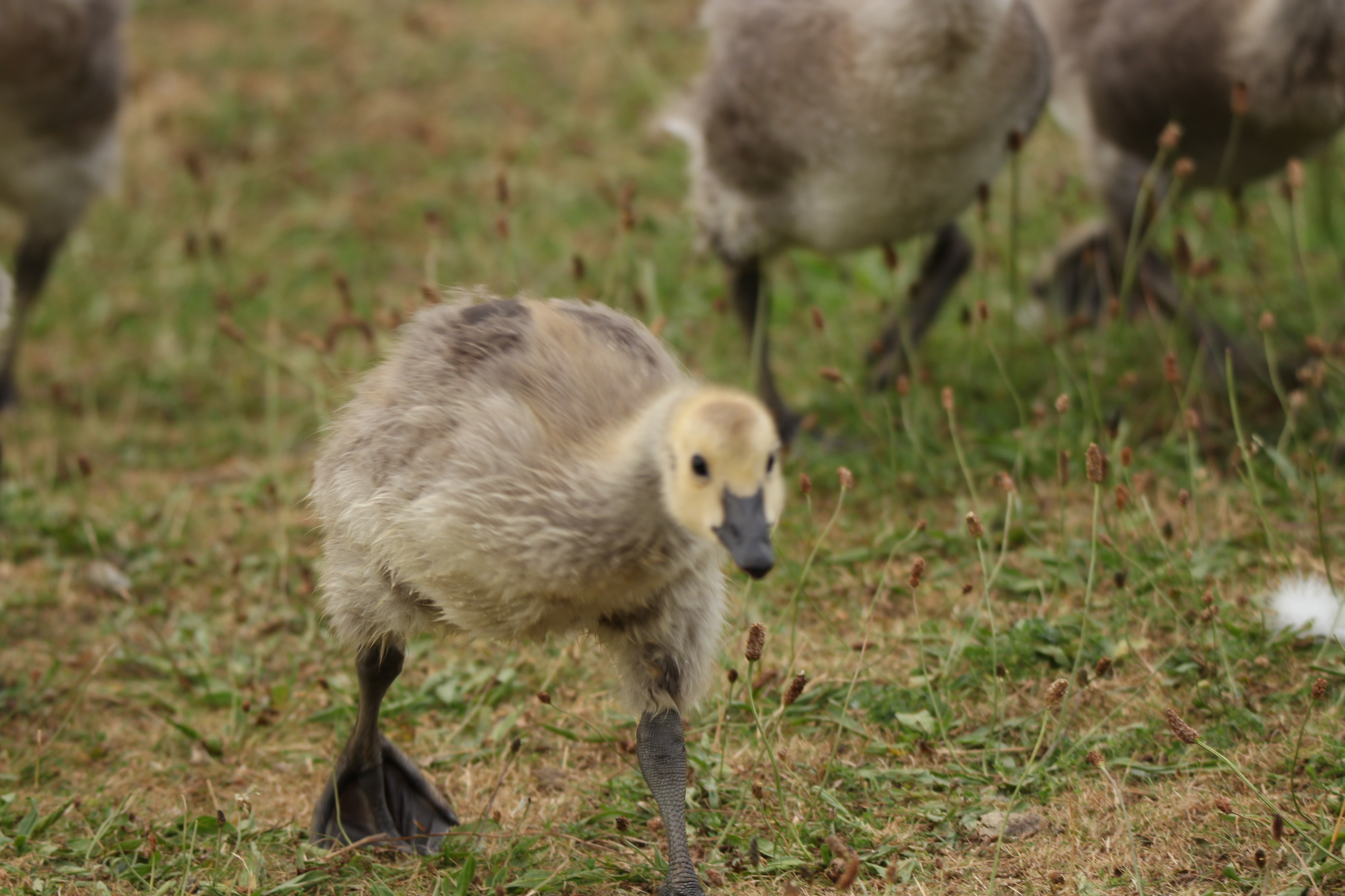 Eager gosling