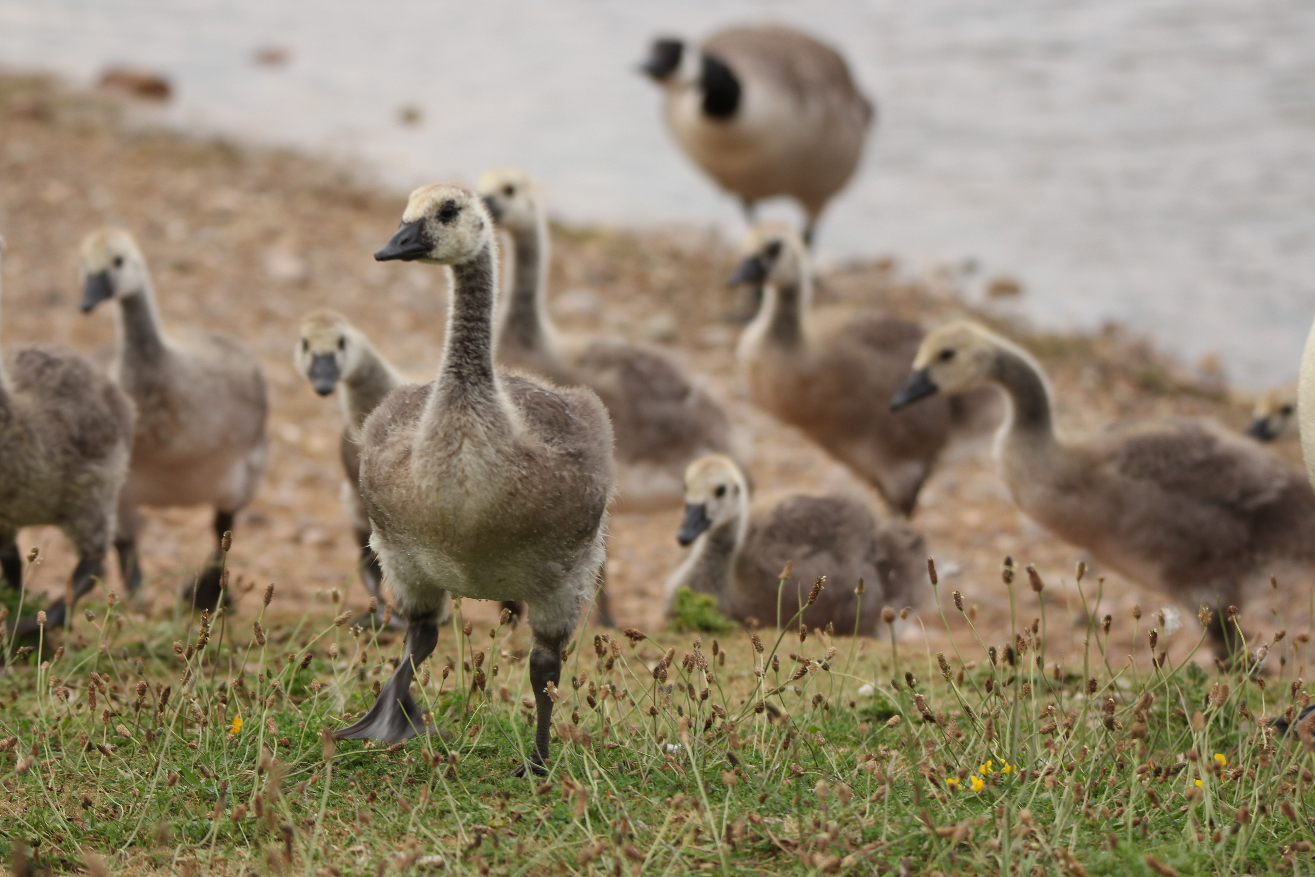 goslings running