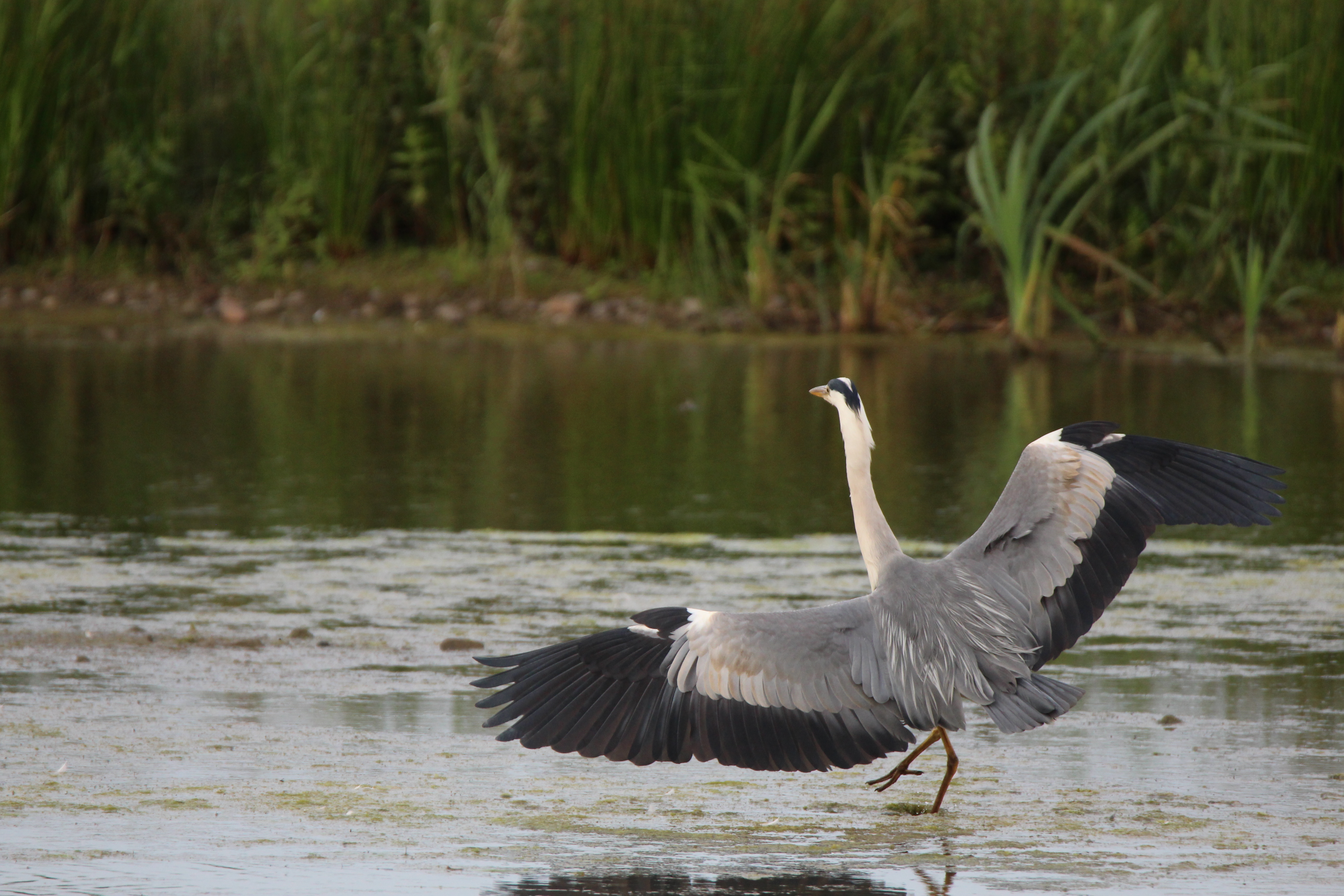 Heron landing on water