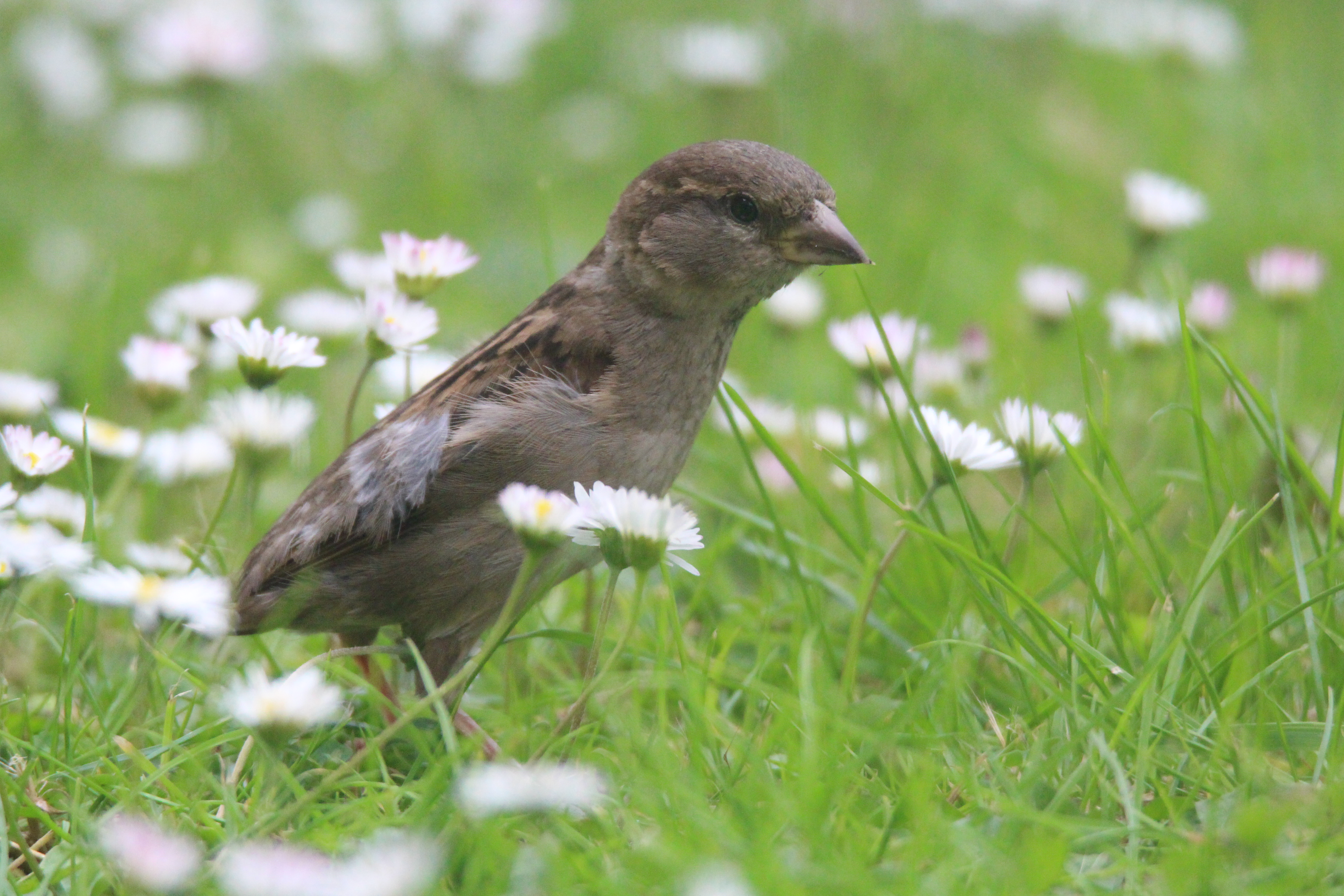 Small bird among some daisies