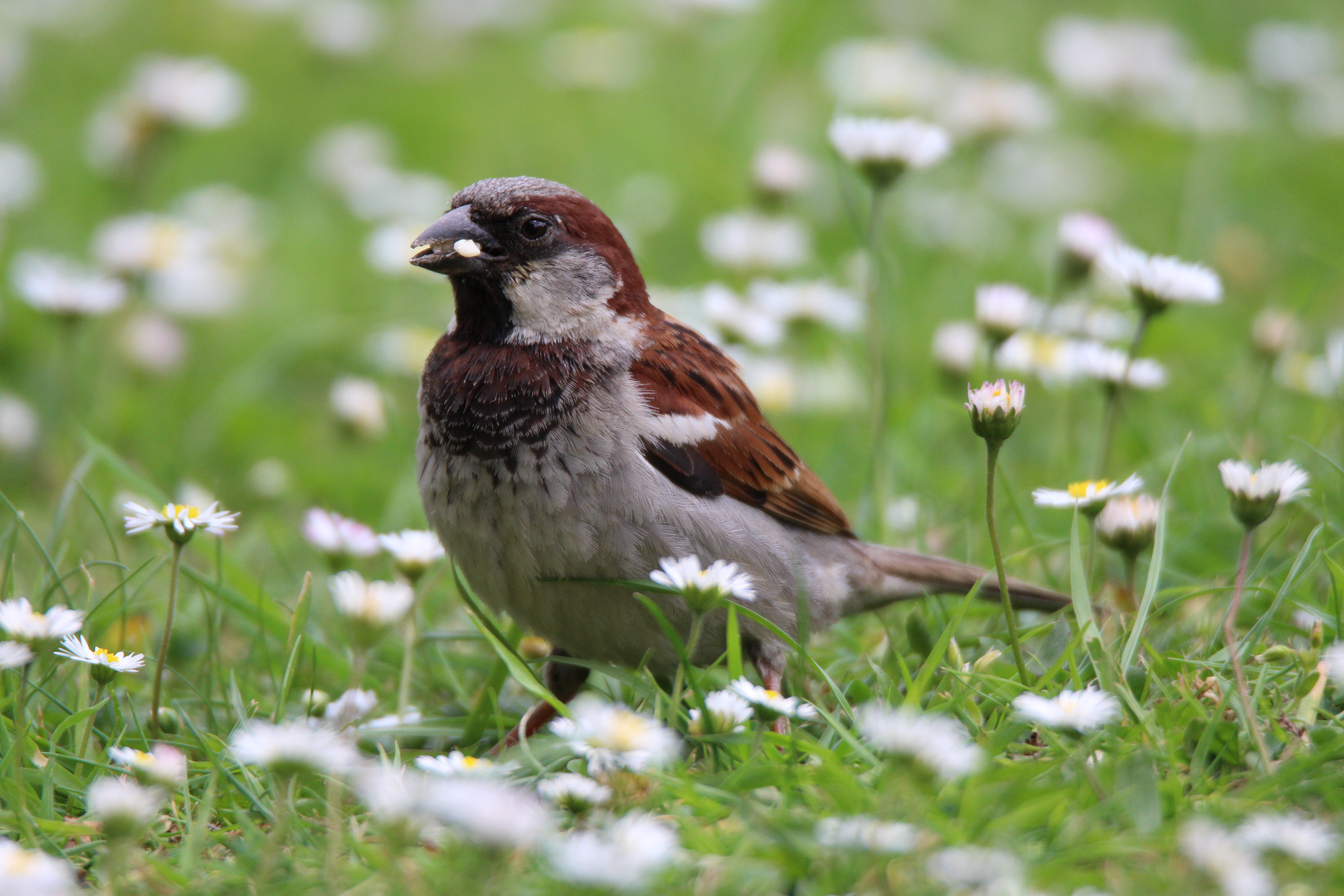Small bird among the daisies
