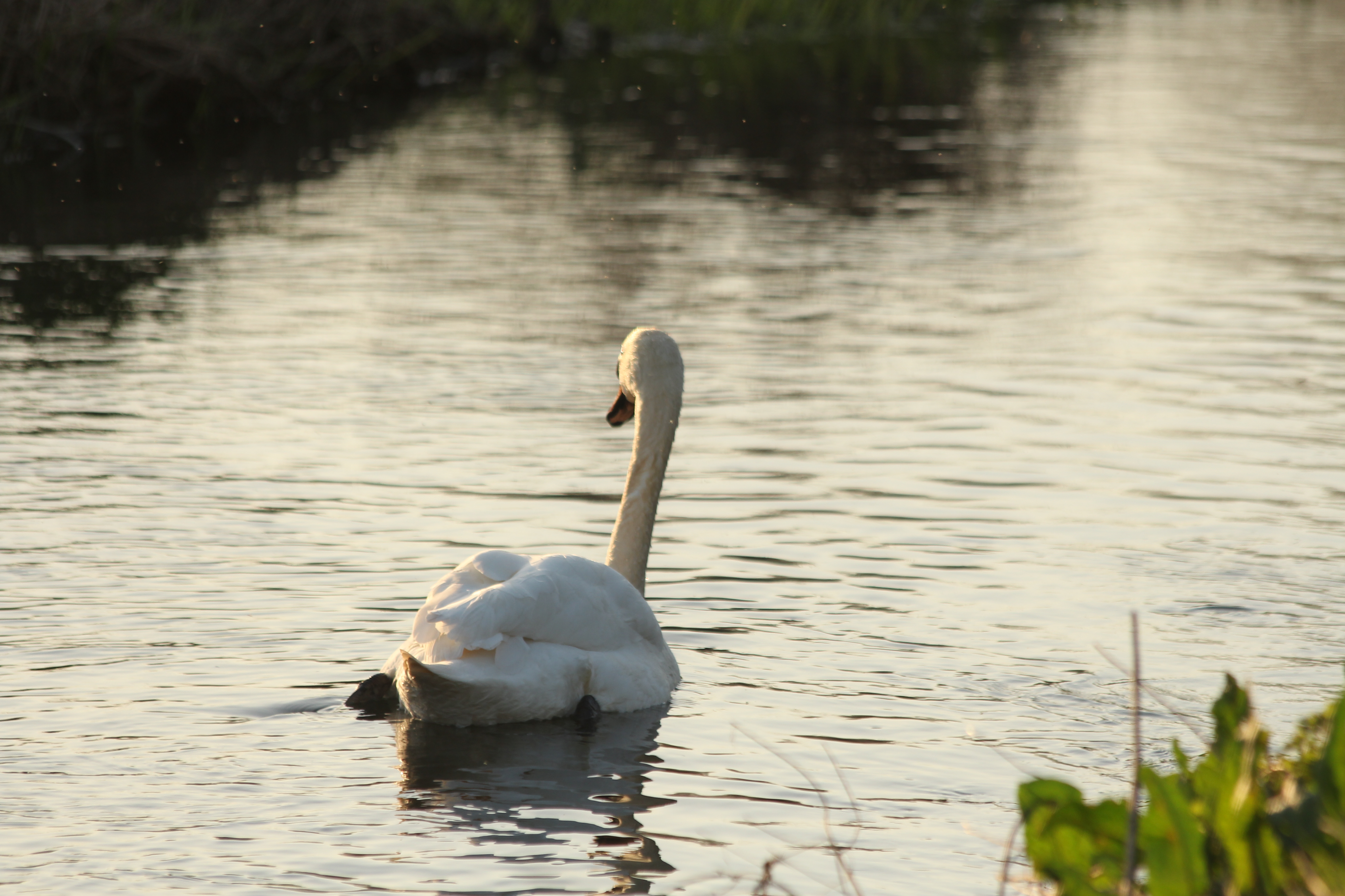 Swan