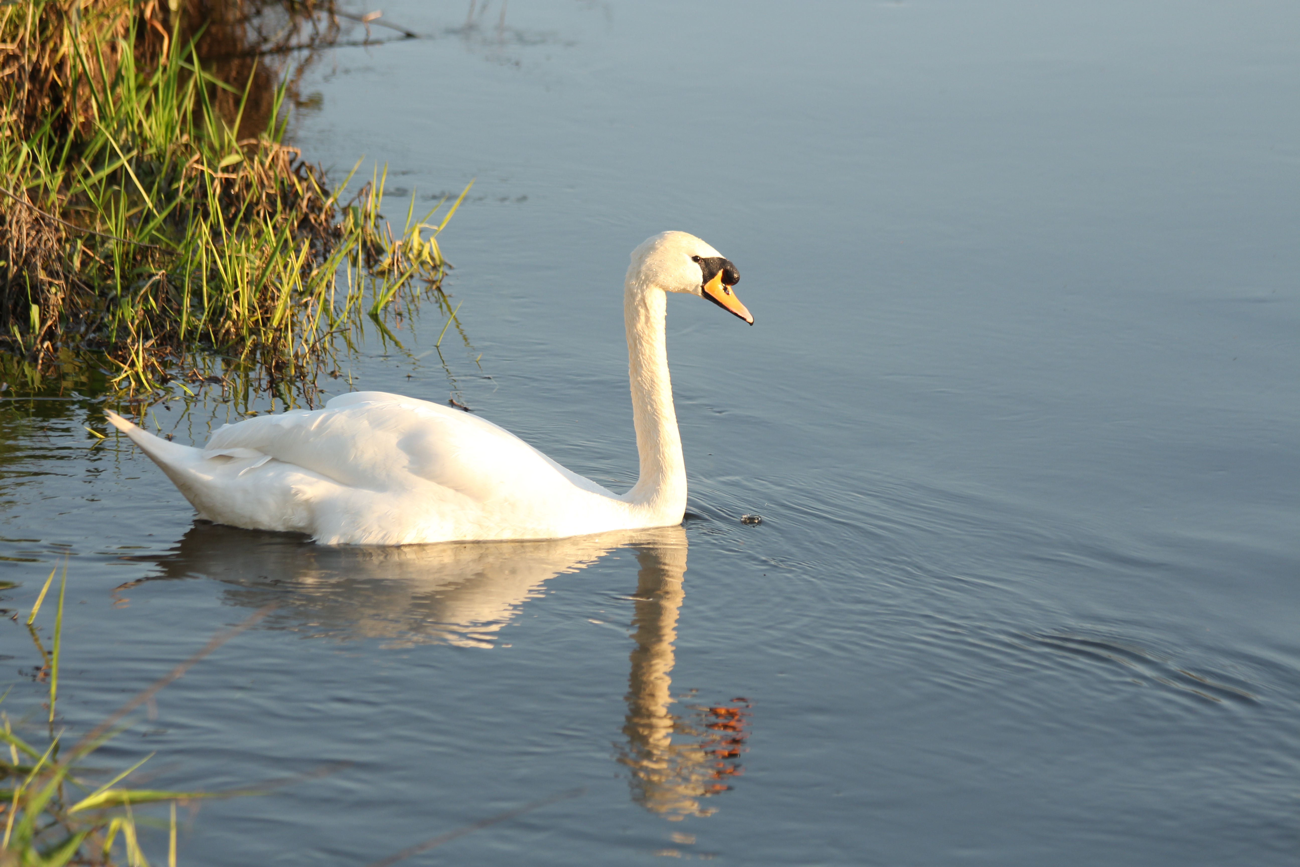 swan and reflection in water