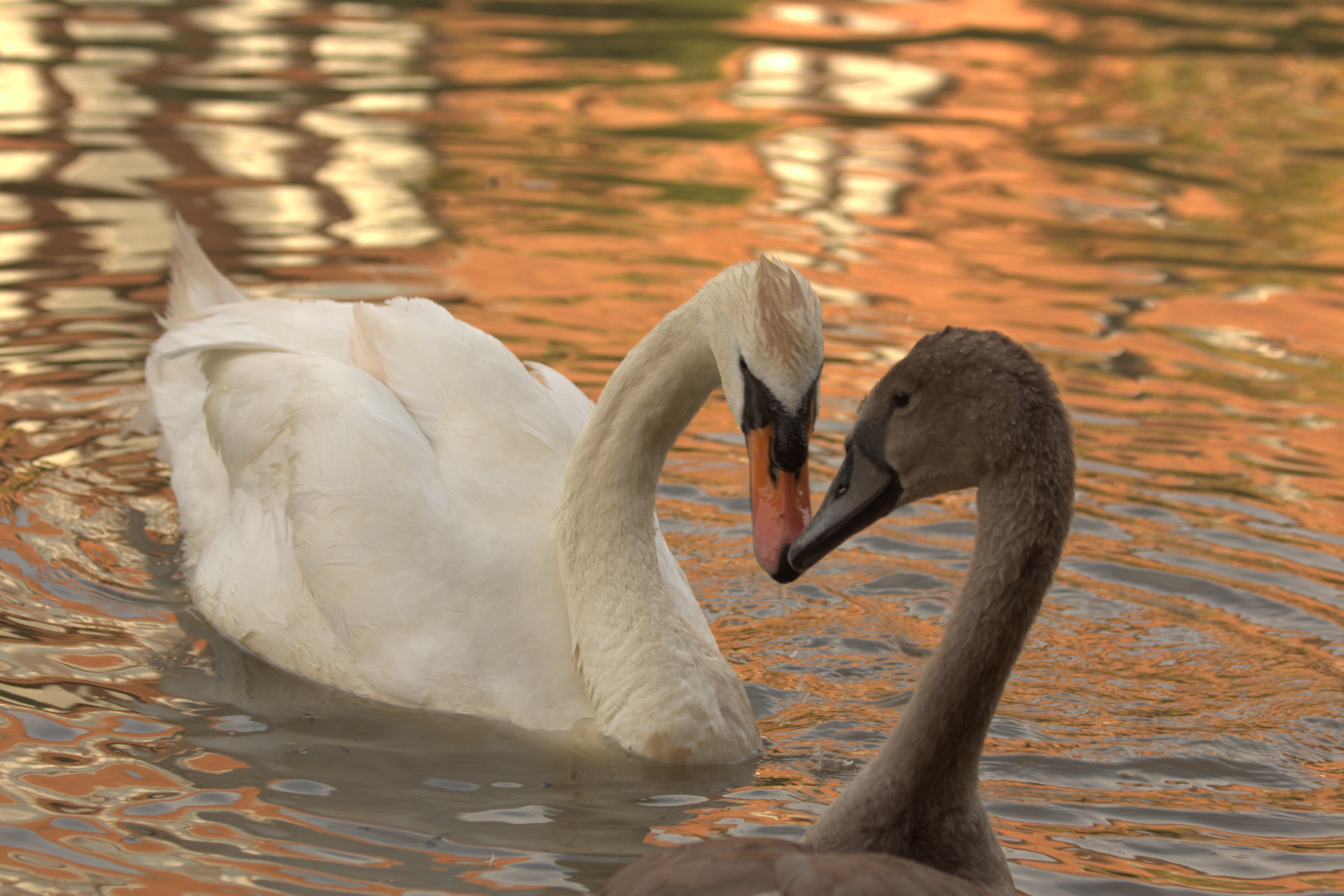 2 swans