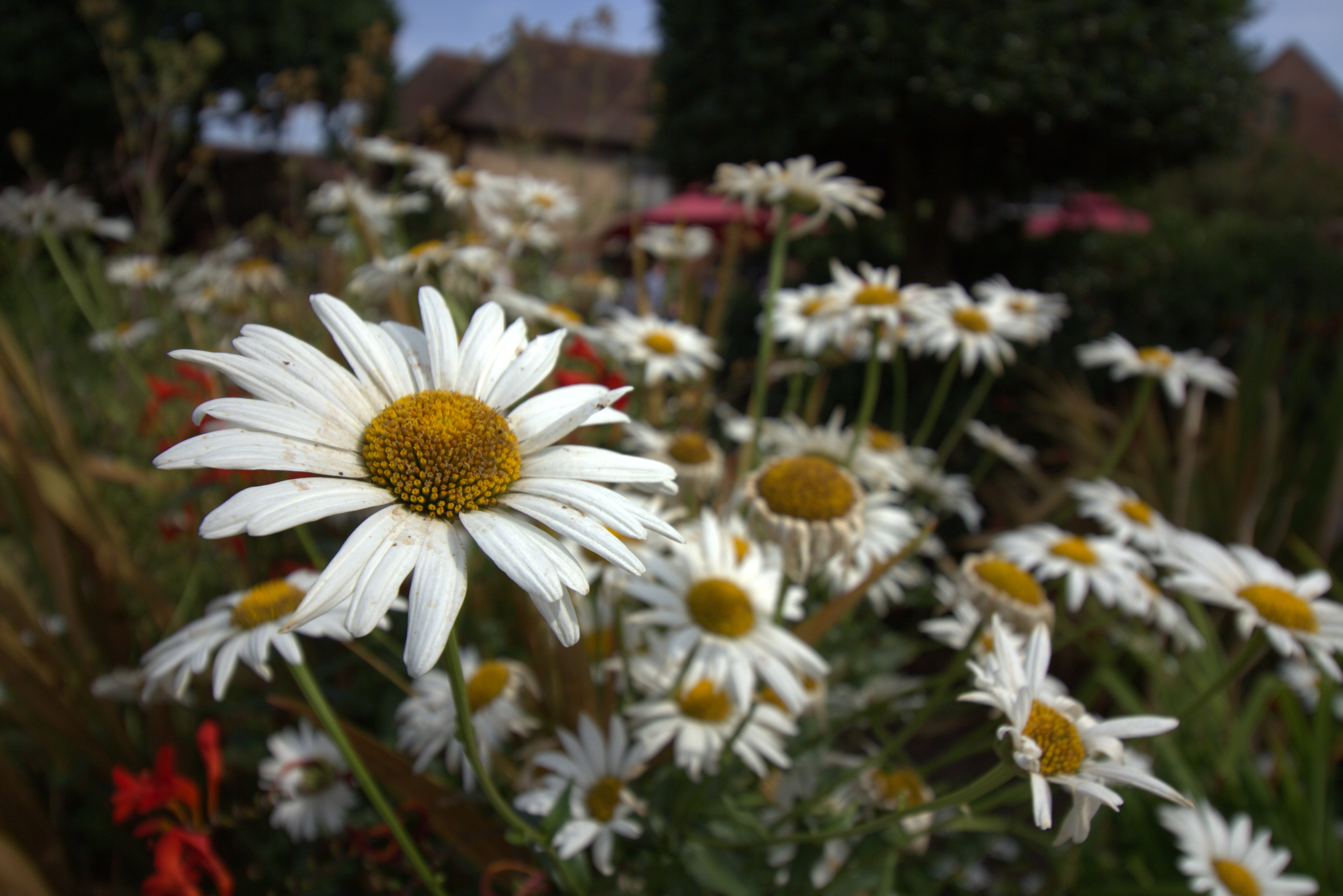 Daisies