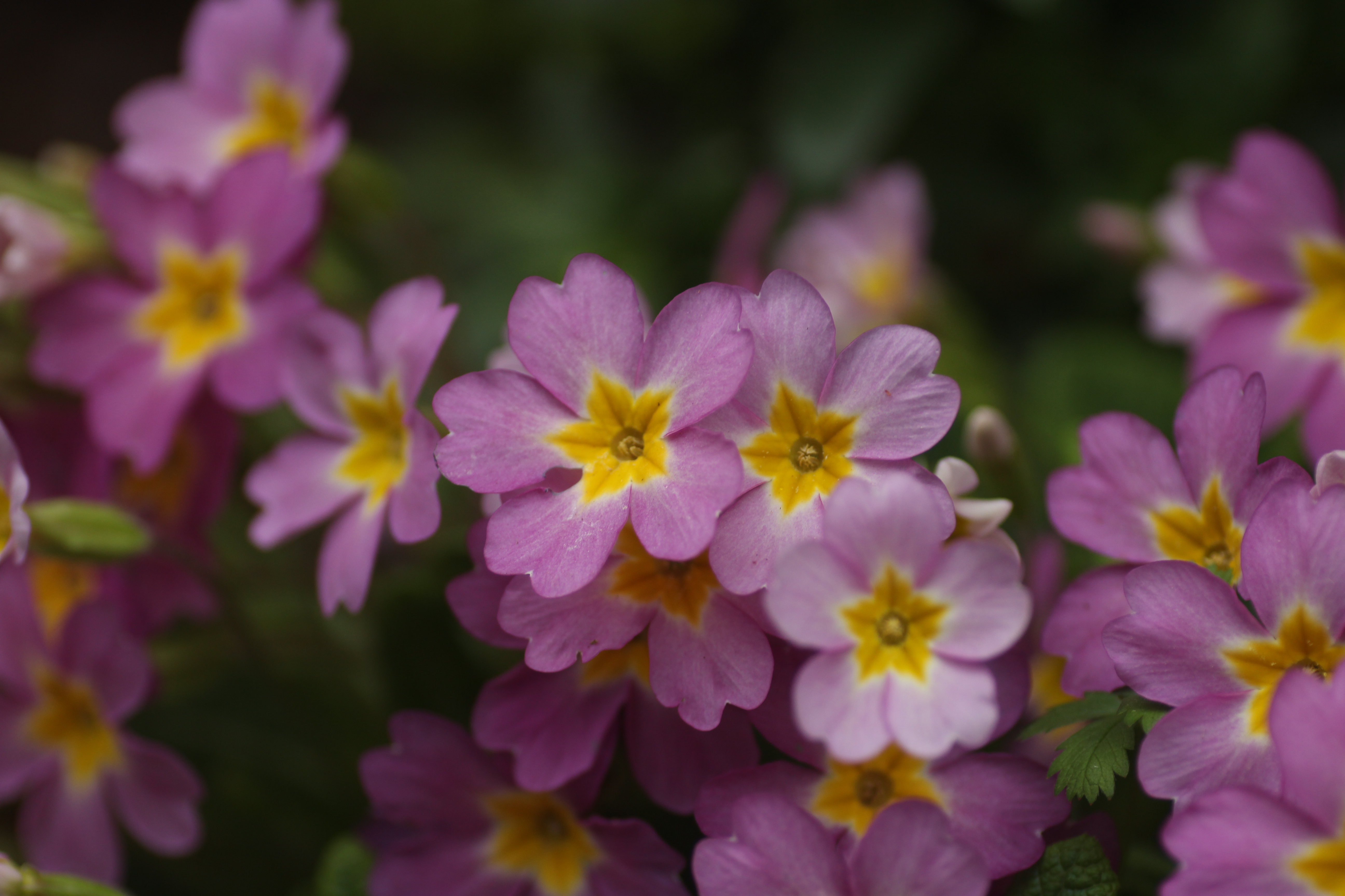Pink flowers