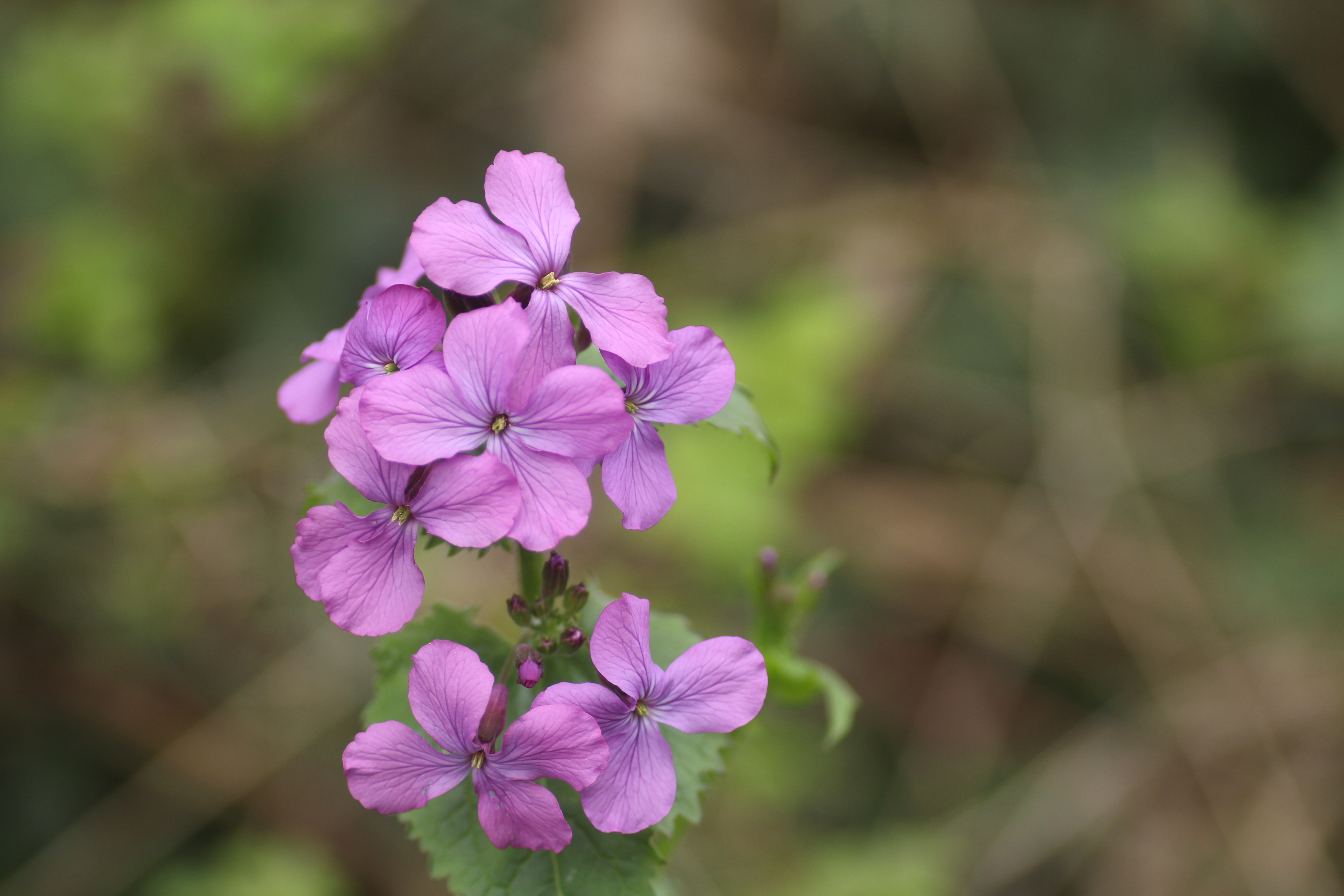 Pink forget-me-notts