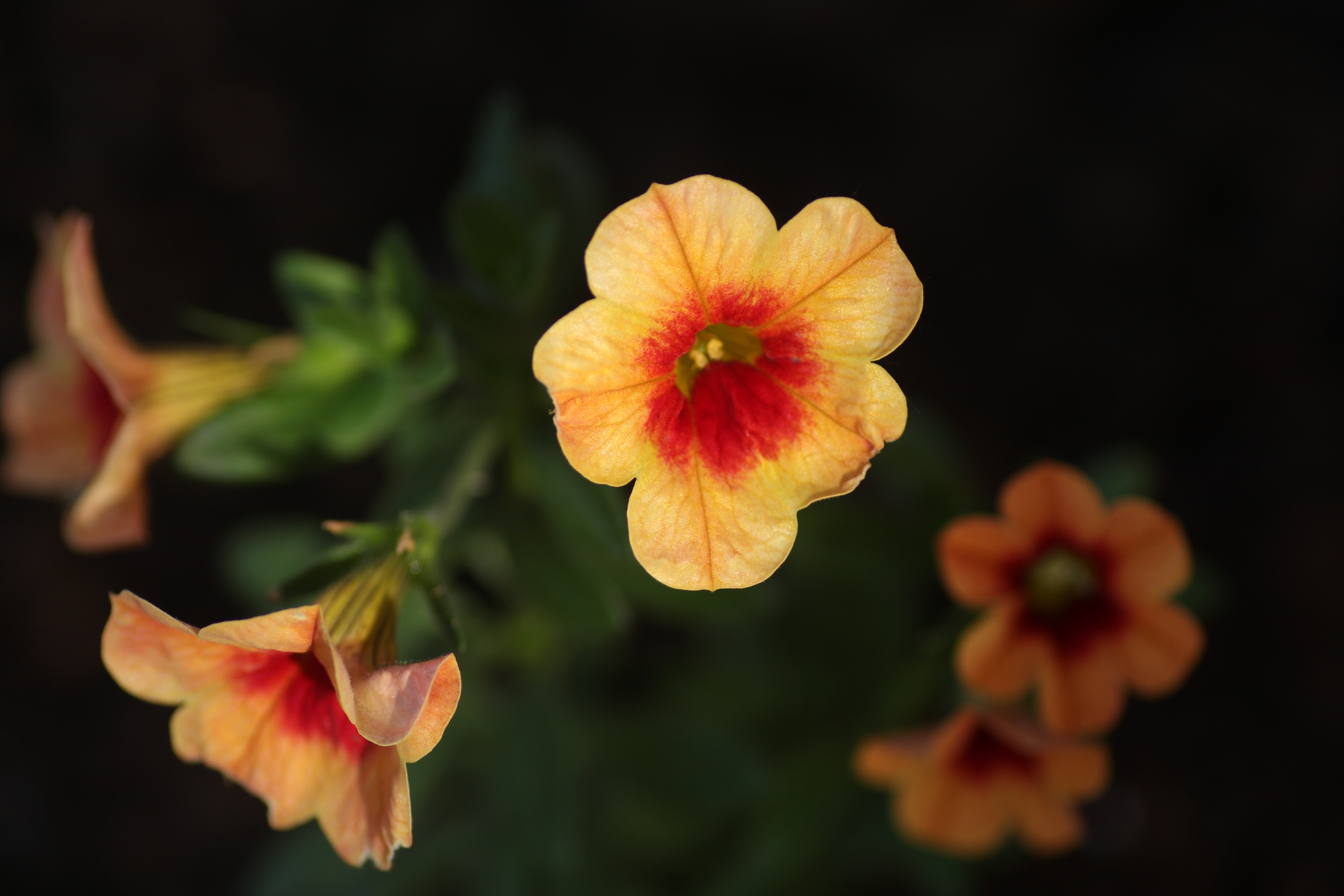 Orange flowers