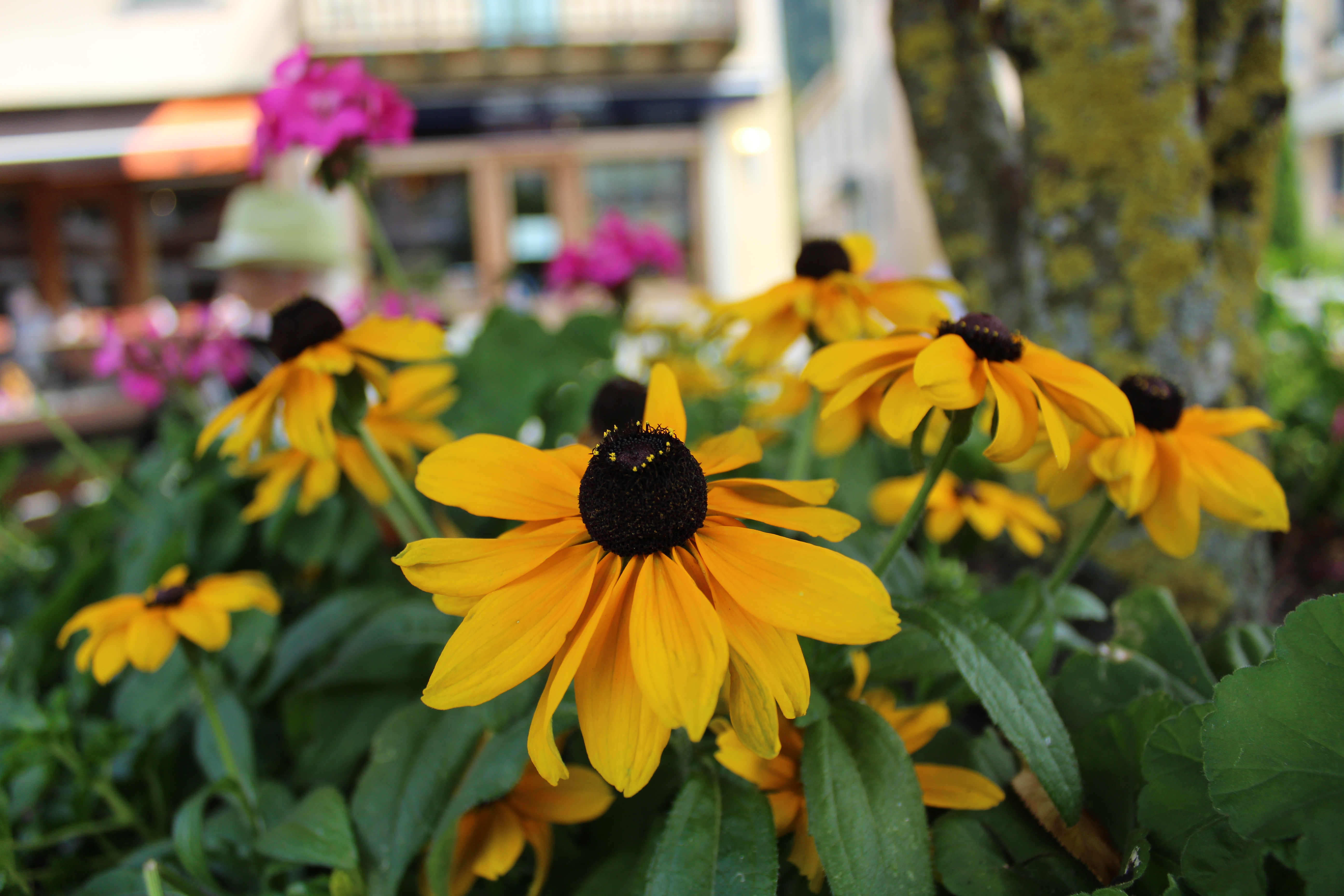 Yellow flowers