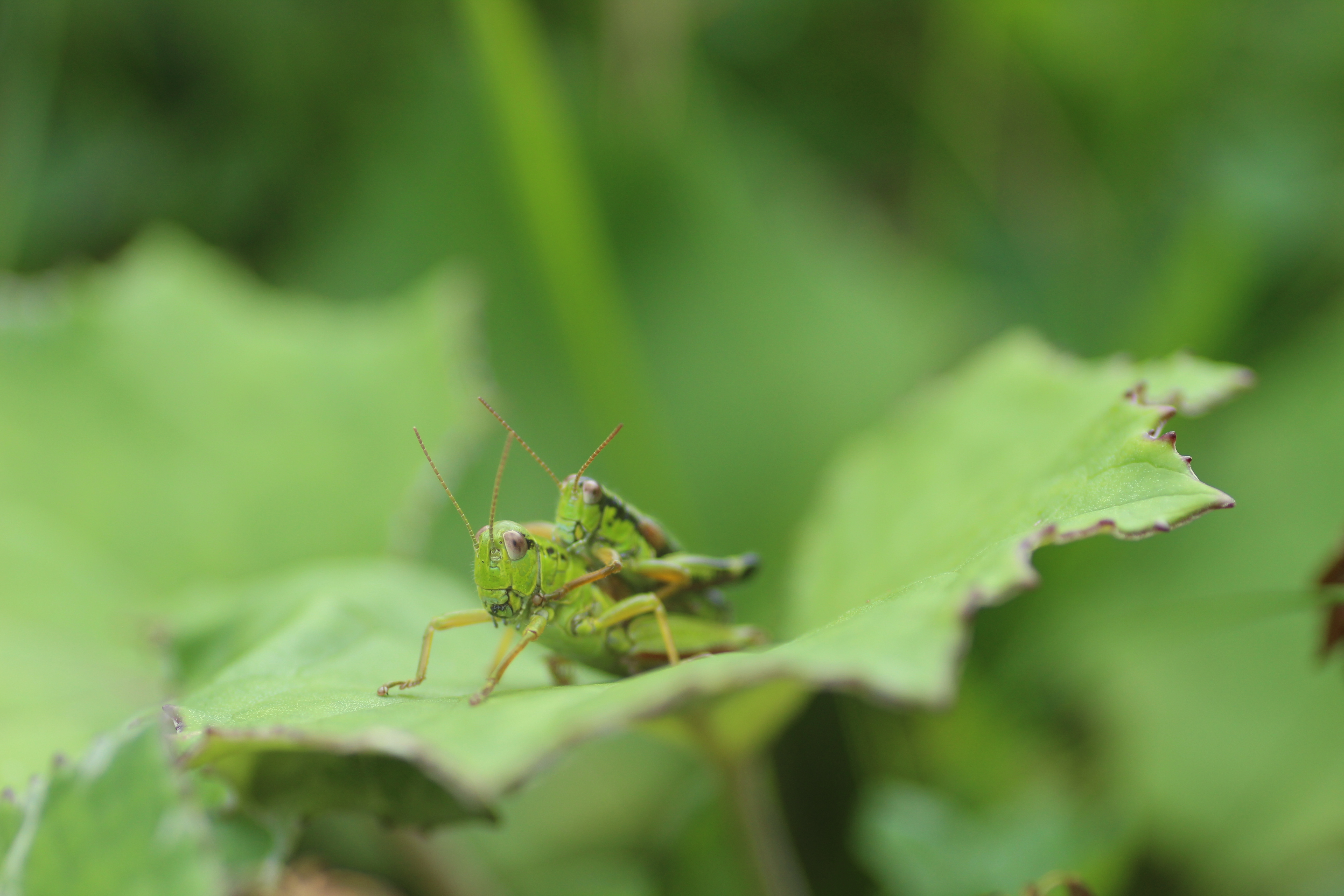 2 Grasshoppers