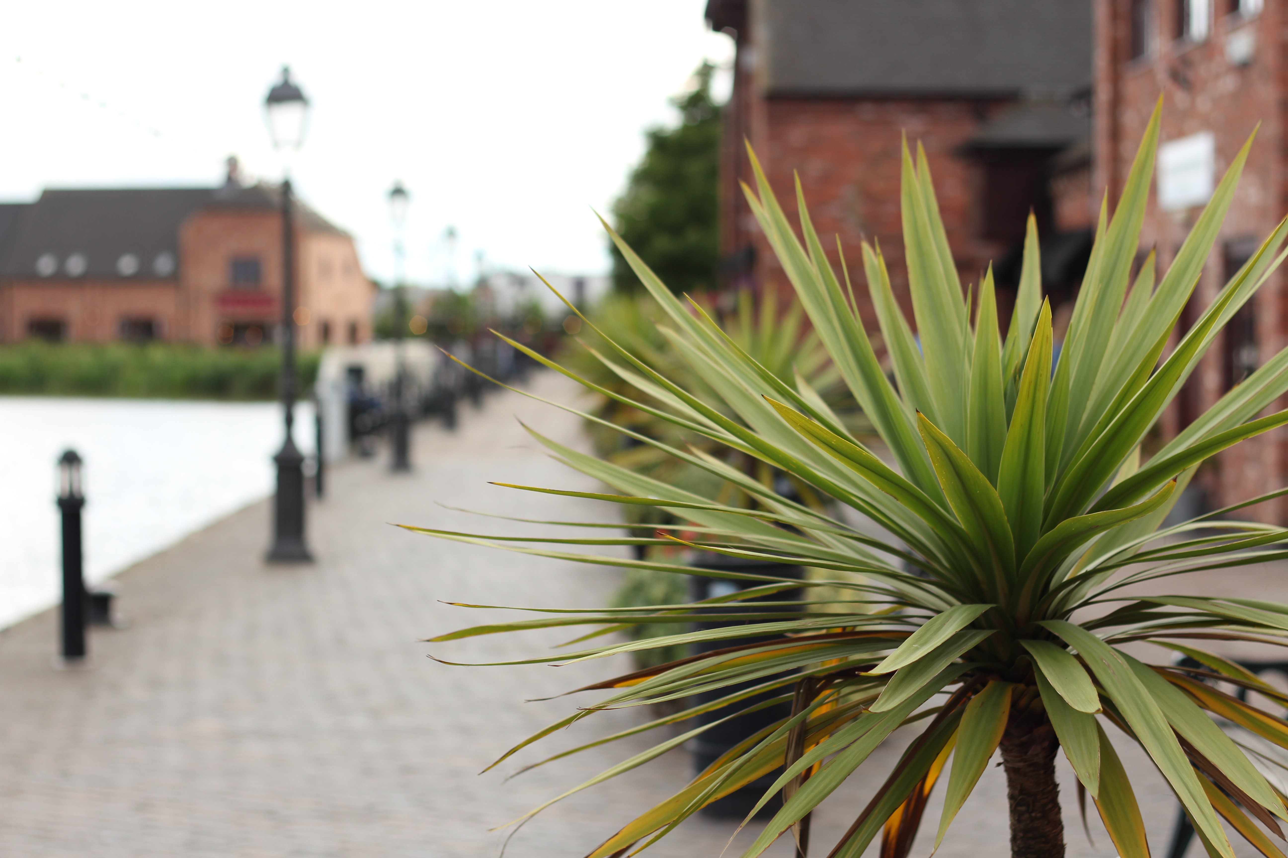Palm tree in pot, next to canal